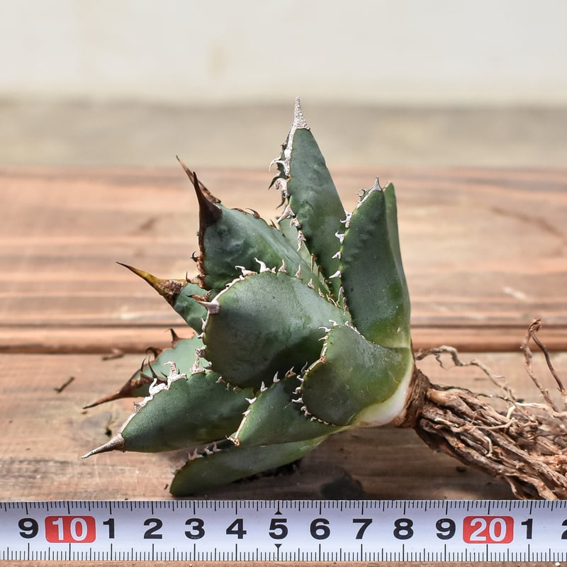 アガベ　チタノタ　王蟲 アガベ チタノタ 海王 / KO-02 | アガベ専門店 モンスターハウス