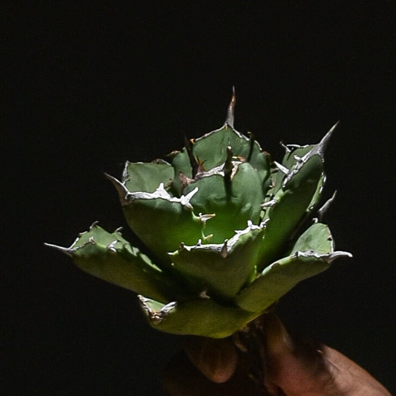 アガベ チタノタ 