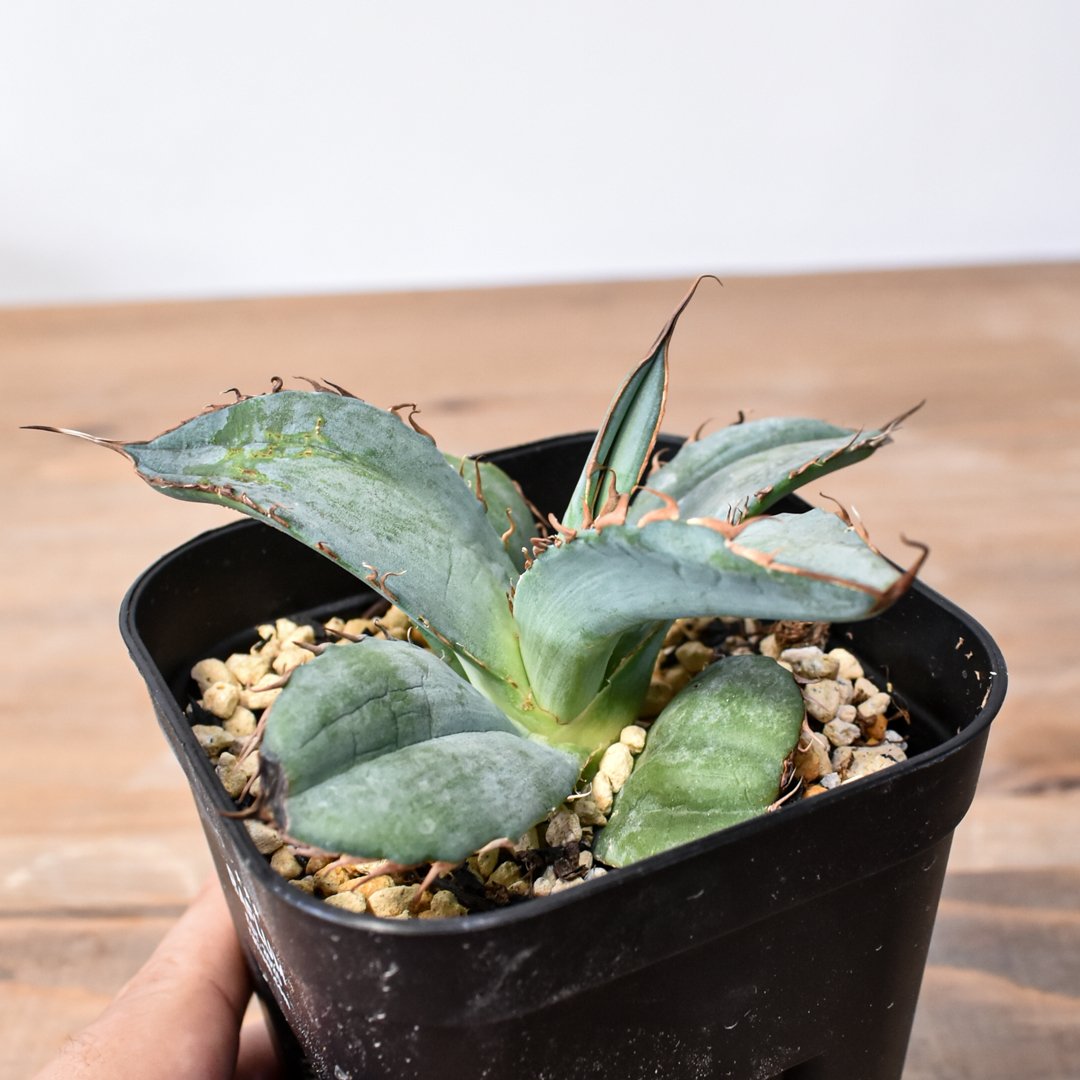 アガベ チタノタ 