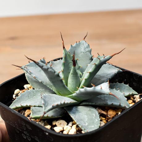 アガベ ハイブリット 日系イシスメンシス×象牙妖炎（陽炎エボリ）【台湾botanical_seeker産】RF25011408