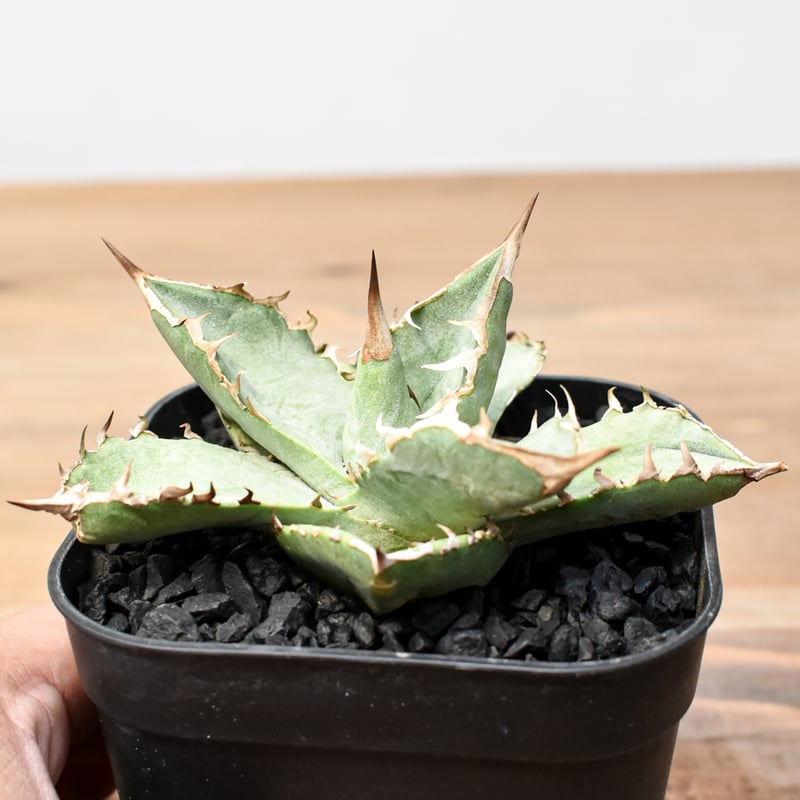 【DRAGON AGAVE産】AGAVE TITANOTA 火鳳凰 OC株 Agave Titanota 鳳凰 子株(Lize血統) 未発根 | AgaveLives