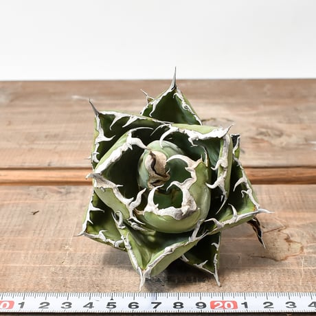 アガベ チタノタ “精品白鯨” 【台湾 dragon agave産/抜き苗/中株】G DG2402591(T)