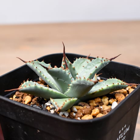 アガベ ハイブリット 日系イシスメンシス×象牙妖炎（陽炎エボリ）【台湾botanical_seeker産】RF25011406