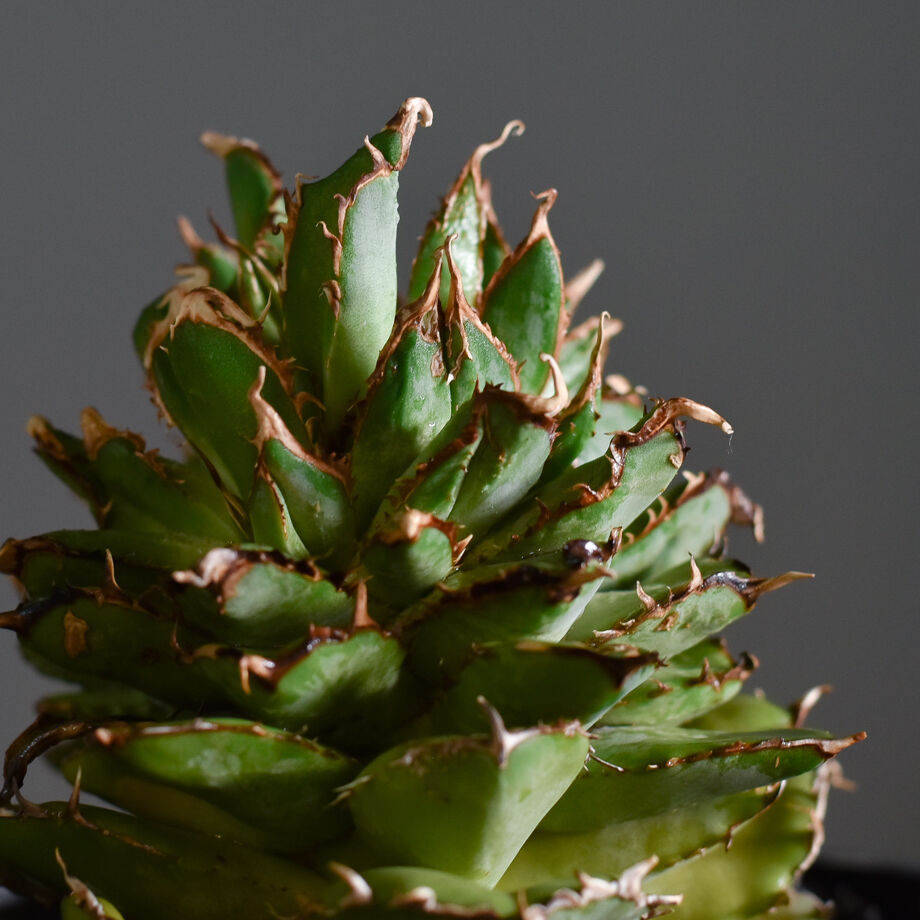 鉢付き　アガべチタノタ　フィリグリーデビル　US株Agave titanota 鉢付き アガべチタノタ フィリグリーデビル US株Agave titanota