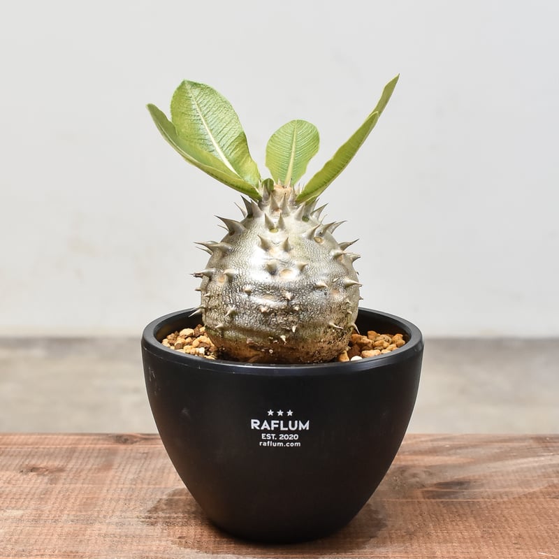 サンプル作品　亀甲竜　恵比寿大黒　パキポディウム サンプル作品 亀甲竜 恵比寿大黒 パキポディウム