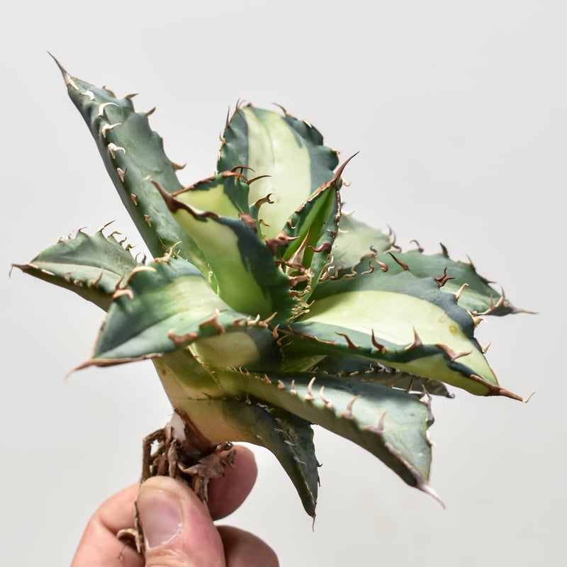 アガベ チタノタ ソーラーエクリプス 