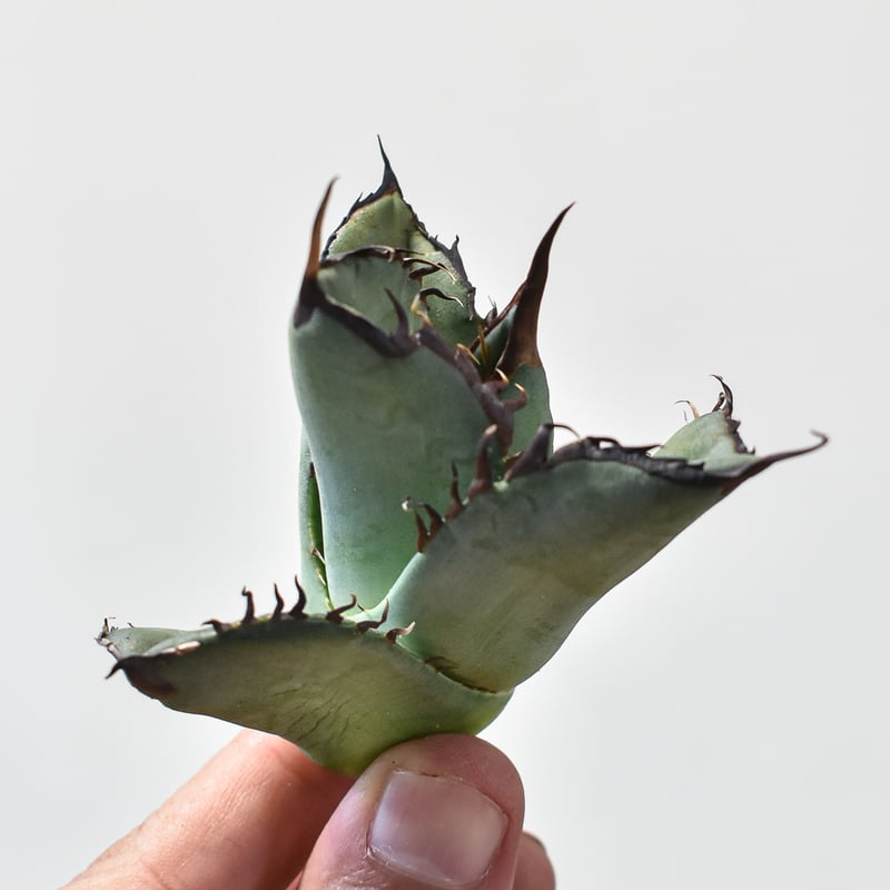 アガベ チタノタ スペード 