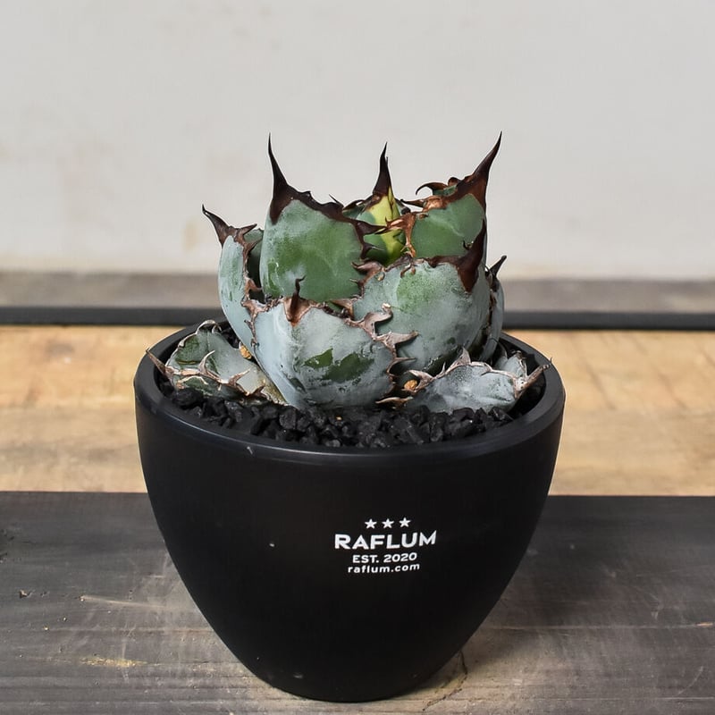 アガベ　ブルーフレーム　トリカラー　極上選抜　一点物　激レア　アテナータ アガベ・チタノタブルー選抜/L15（芽）-002｜agave