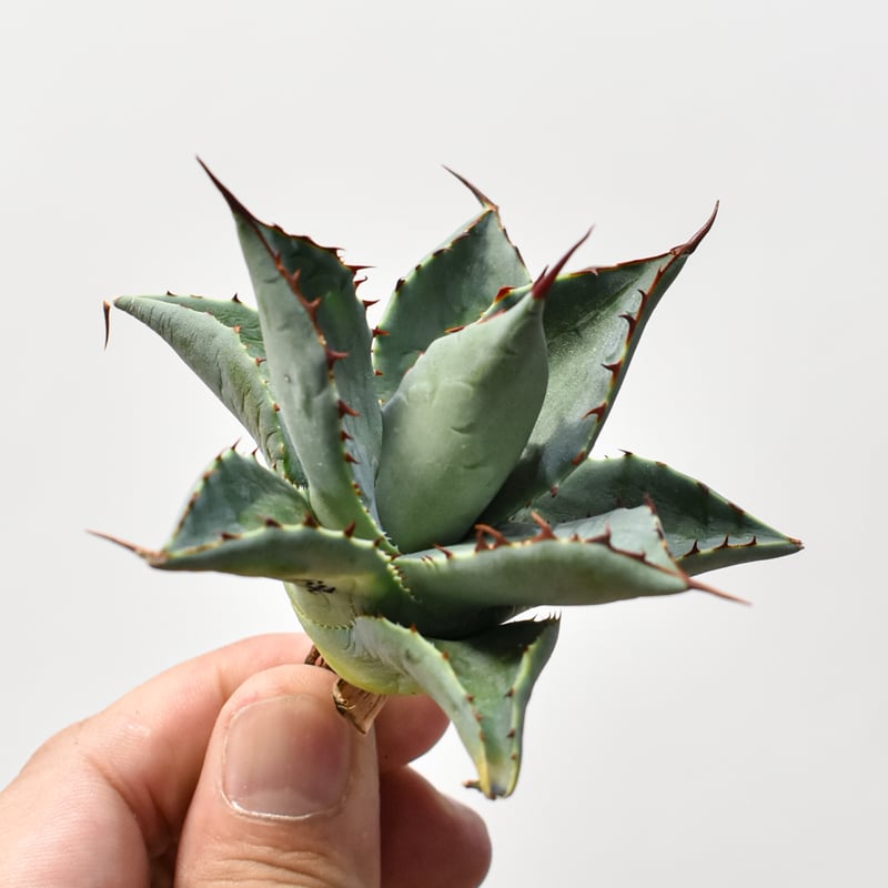 アガベ ハイブリット （パラサナ、イシスメンシス）× 曙光【台湾