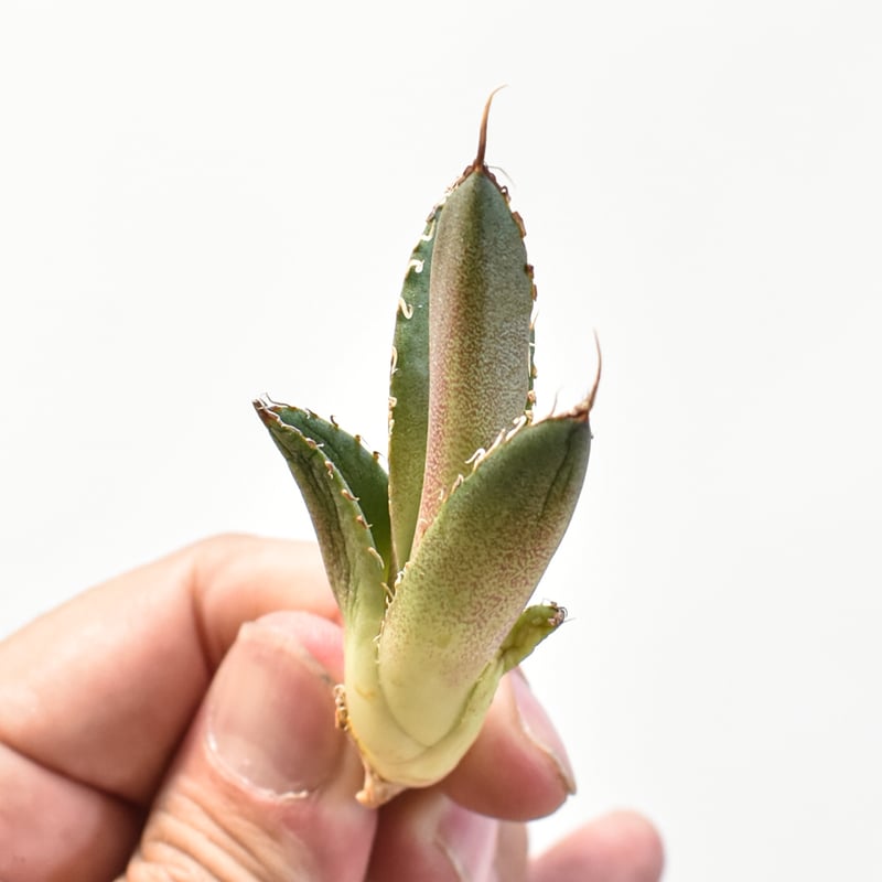 5CLAW】アガベ チタノタ 