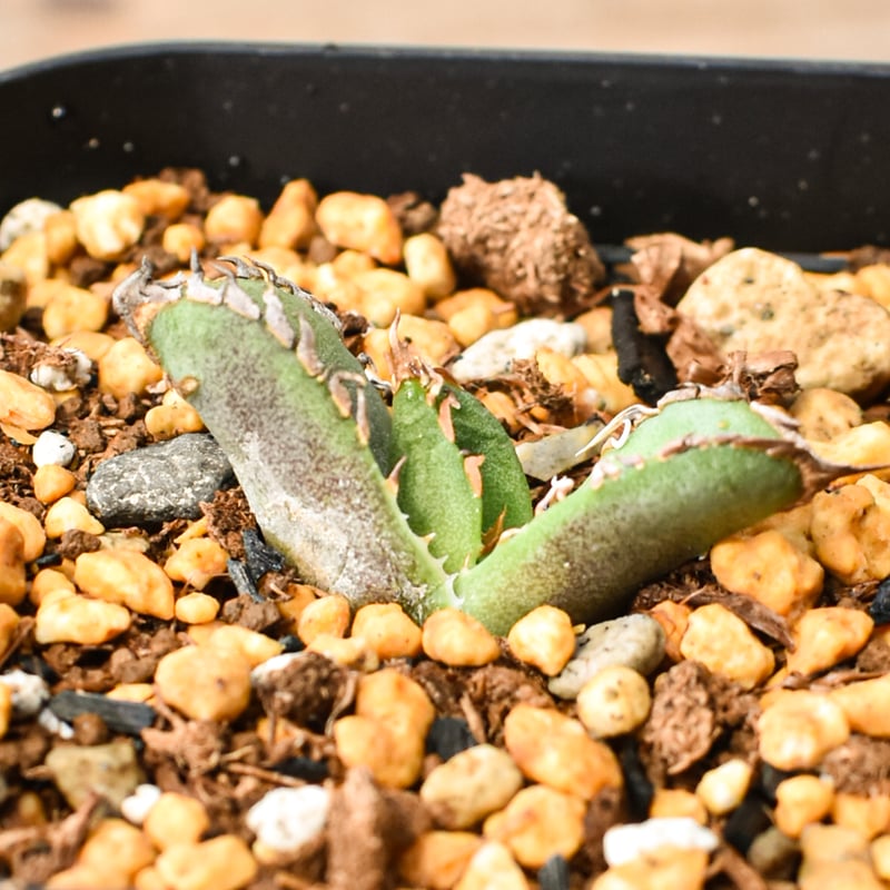 アガベ チタノタ 