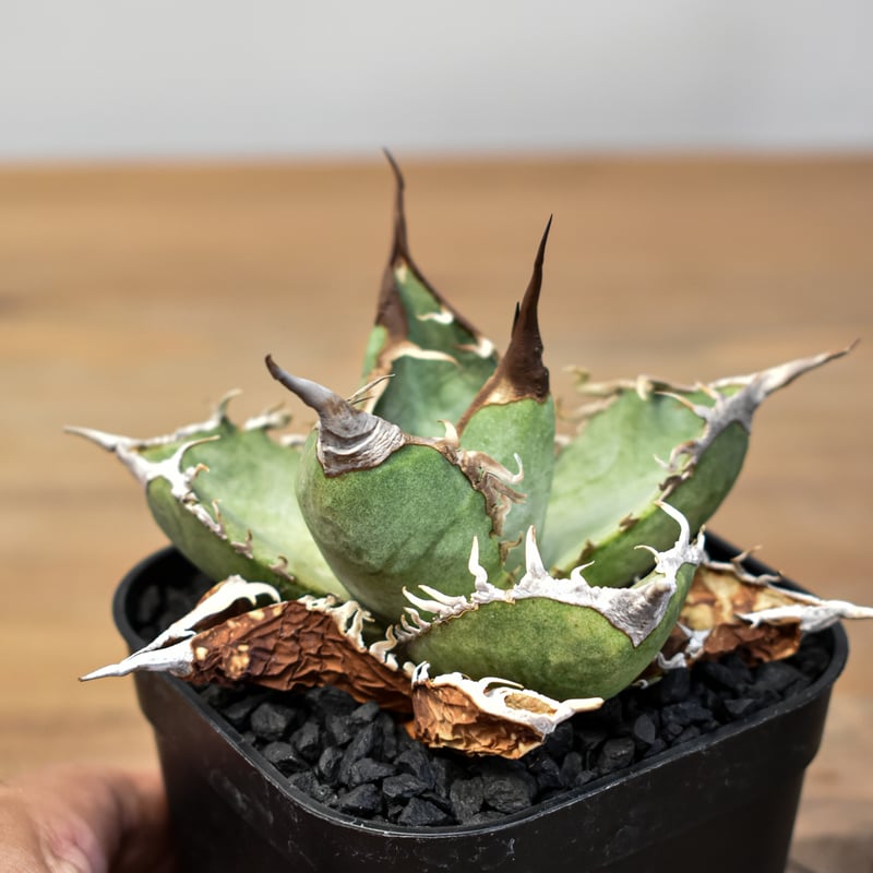 アガベ チタノタ DENNIS007【台湾 DENNIS007産/発根済み/中株】A DG2