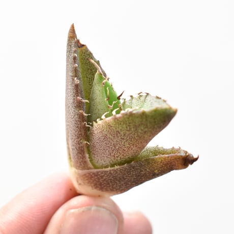 アガベ　浪人　抜き苗にて発送　子株は商品に含みません アガベ 浪人 抜き苗にて発送 子株は商品に含みません アガベ 浪人