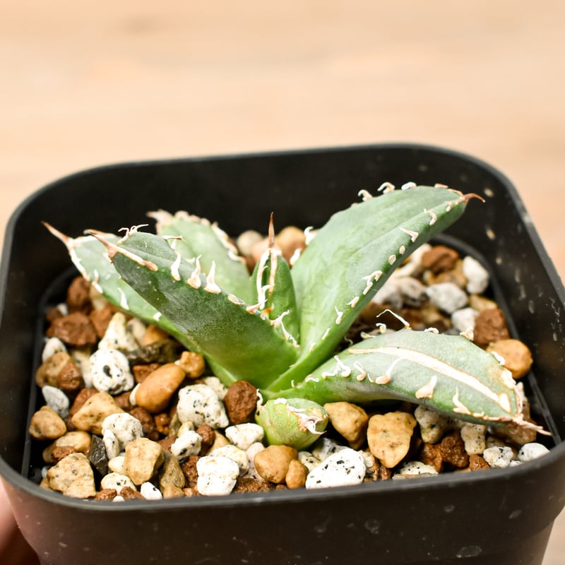 アガベ チタノタ 