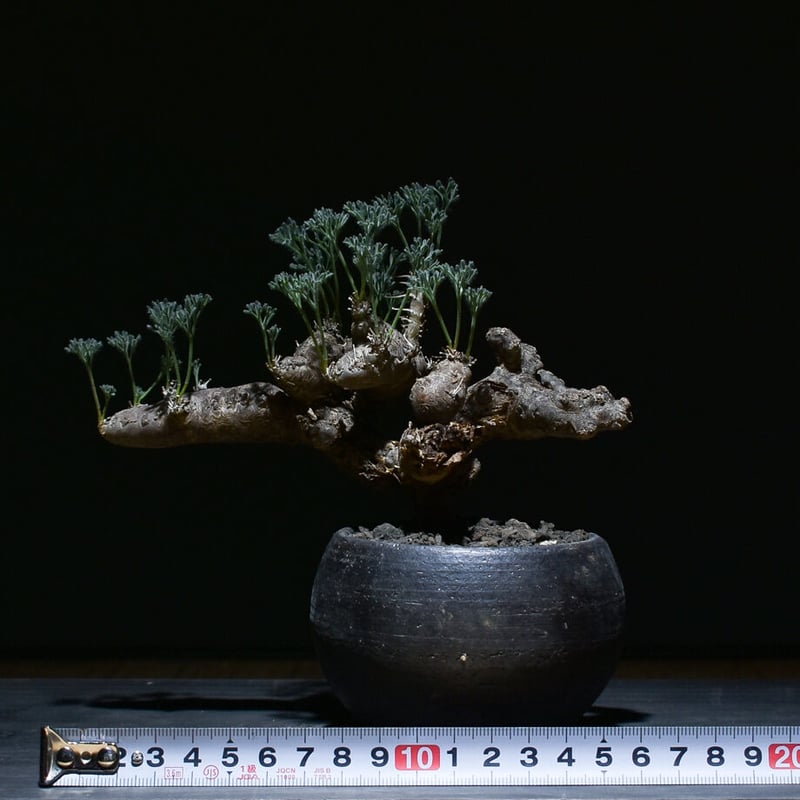 サルコカウロン ムルチフィズム 