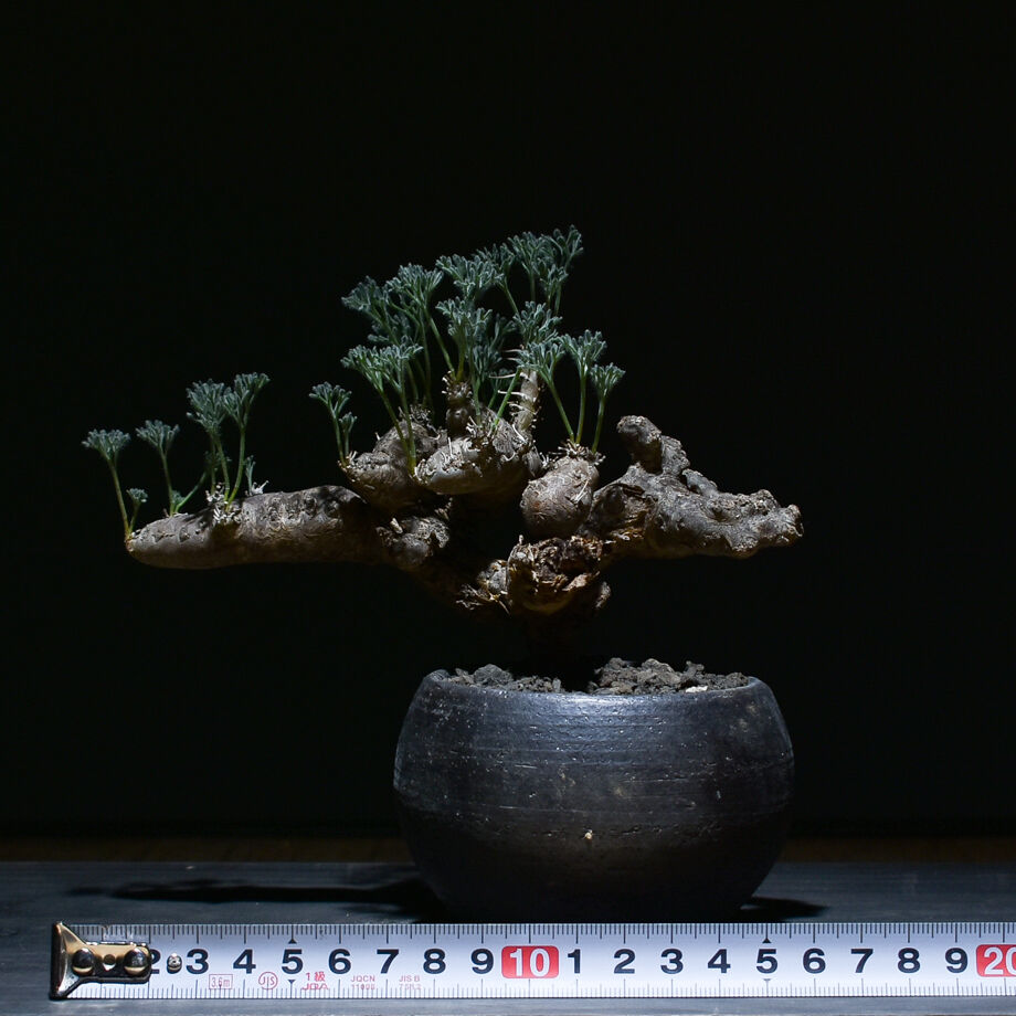 ち*む様 サルコカウロン ムルチフィズム 特大株 / w46cm】サルコカウロン ムルチフィズム［No.06］ × 根本峻吾