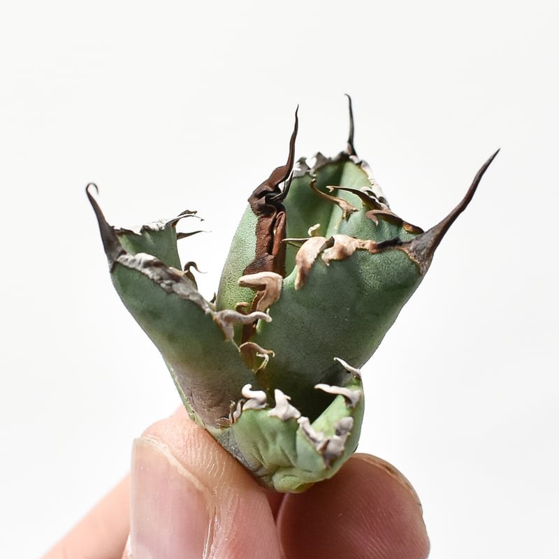 アガベ チタノタ DENNIS020【台湾 dragon agave産/抜き苗/子株】C D