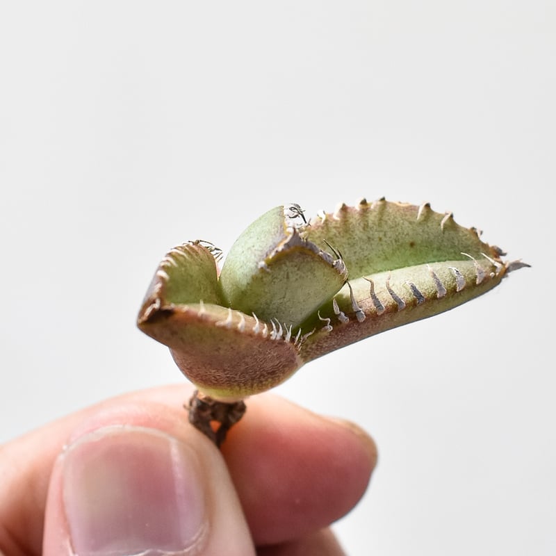 アガベ チタノタ Shi-hao 