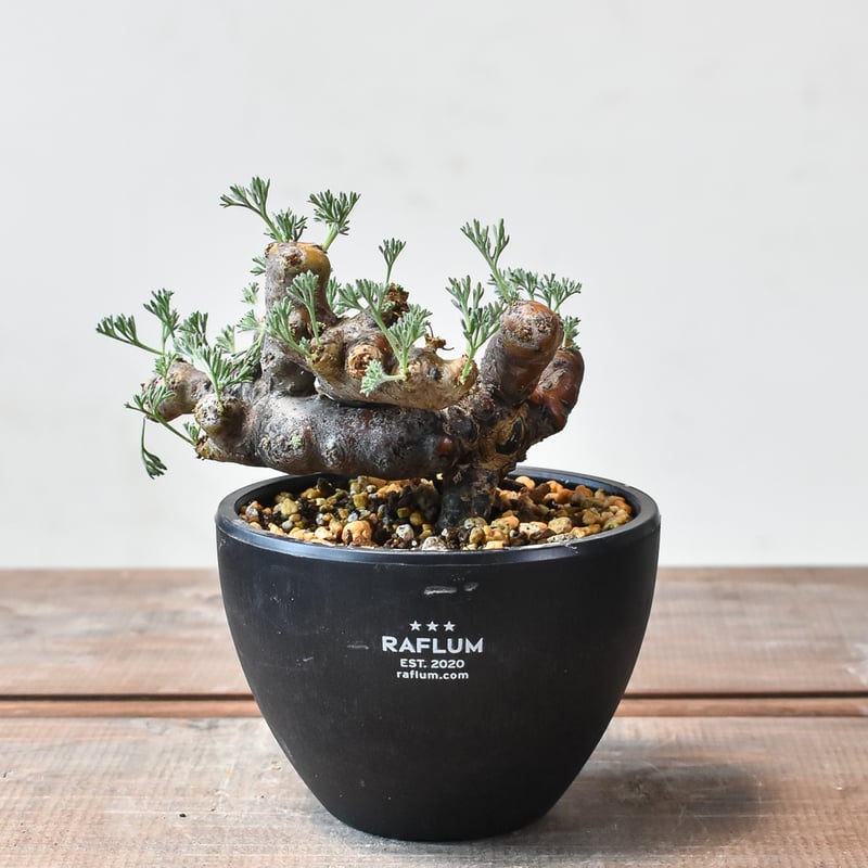 サルコカウロン ムルチフィズム 【発根済み】HK2402560（T