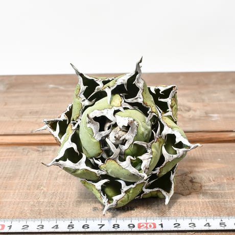アガベ チタノタ “精品白鯨” 【台湾 dragon agave産/抜き苗/中株】D DG2402588(T)