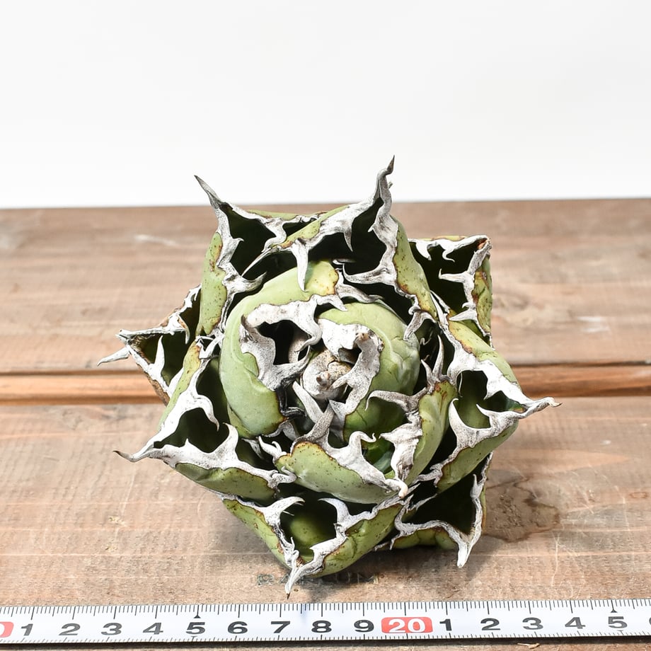 6722e4e04c7baf0c031a8b33