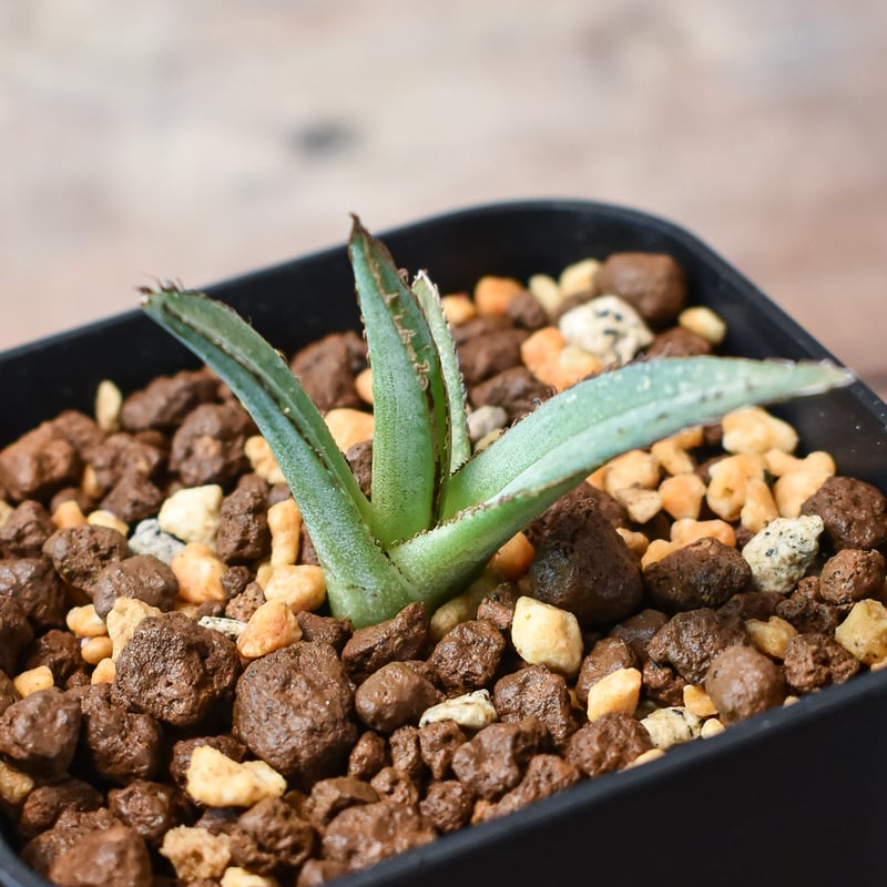 中型アガベ グリーンモンスター Ground-planted Agave] We will introduce the agave varieties that
