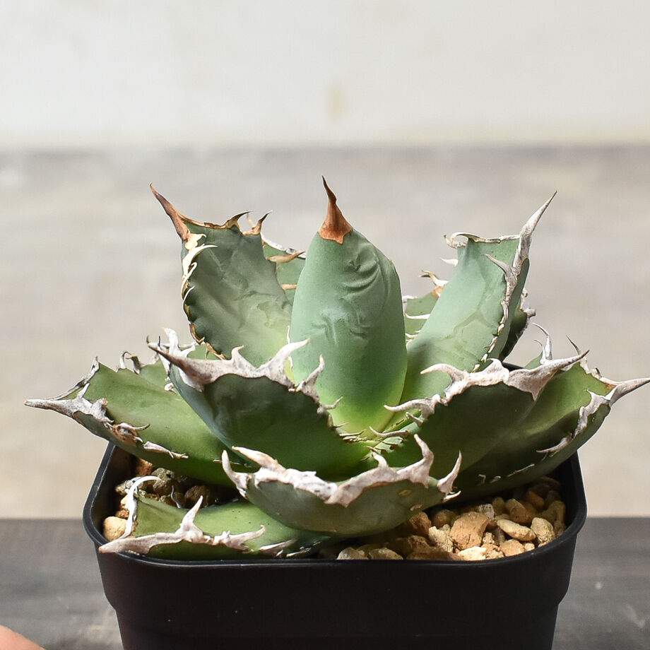 アガベ チタノタ FO-76 シエラ ミクスティカ （発根済み）RF230301-C