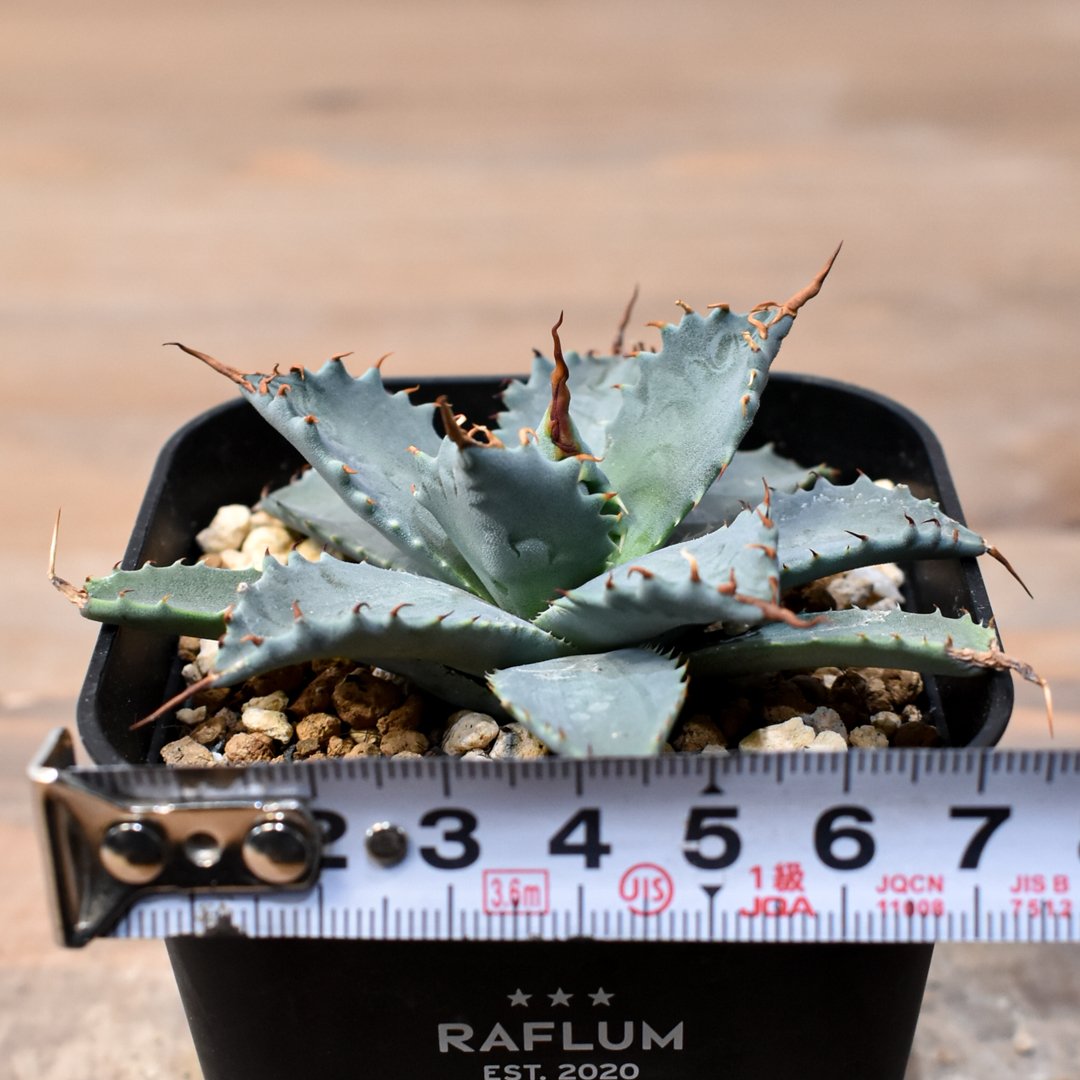 アガベhyb パライシ中株& 【陽炎】エボリスピナ エボリスピナ 陽炎