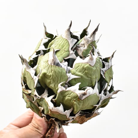 アガベ チタノタ ドワーフ / "精品姫厳龍" "中株"【台湾 Shi-hao産/中株/抜き苗販売】RFDG25010986(T)