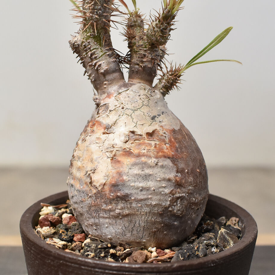 【鬼コレクション株】【AAA面】パキポディウム グラキリス(発根済) 鬼コレクション株】【AAA面】パキポディウム グラキリス(発根済)