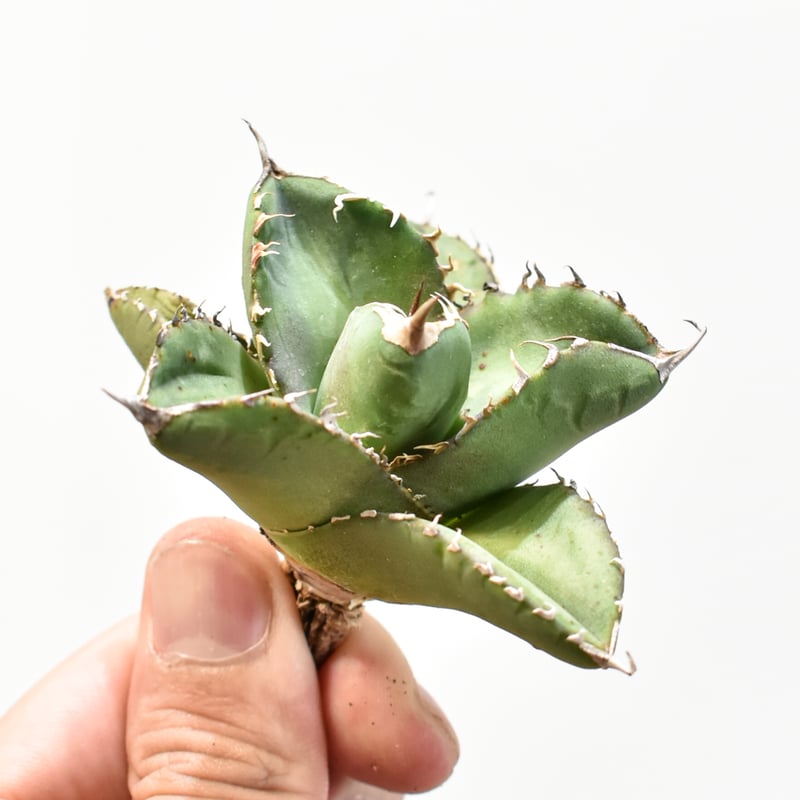 【変異株】新種アガベ アガベ チタノタ 小島白刺 【台湾 dragon agave産/抜き苗/中株