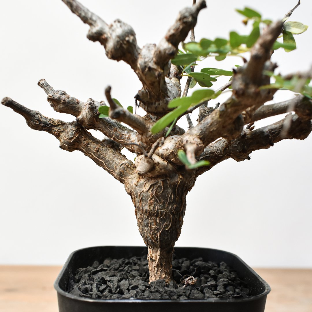 センナ メリディオナリス RFHK25011489 | RAFLUM / ラフラム｜東京、