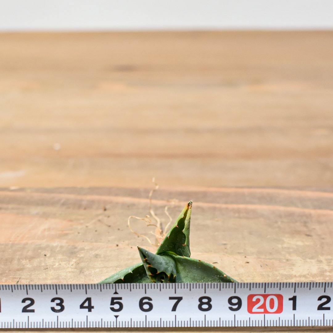 ユタエンシス エボリスピナ×(ポタトラム