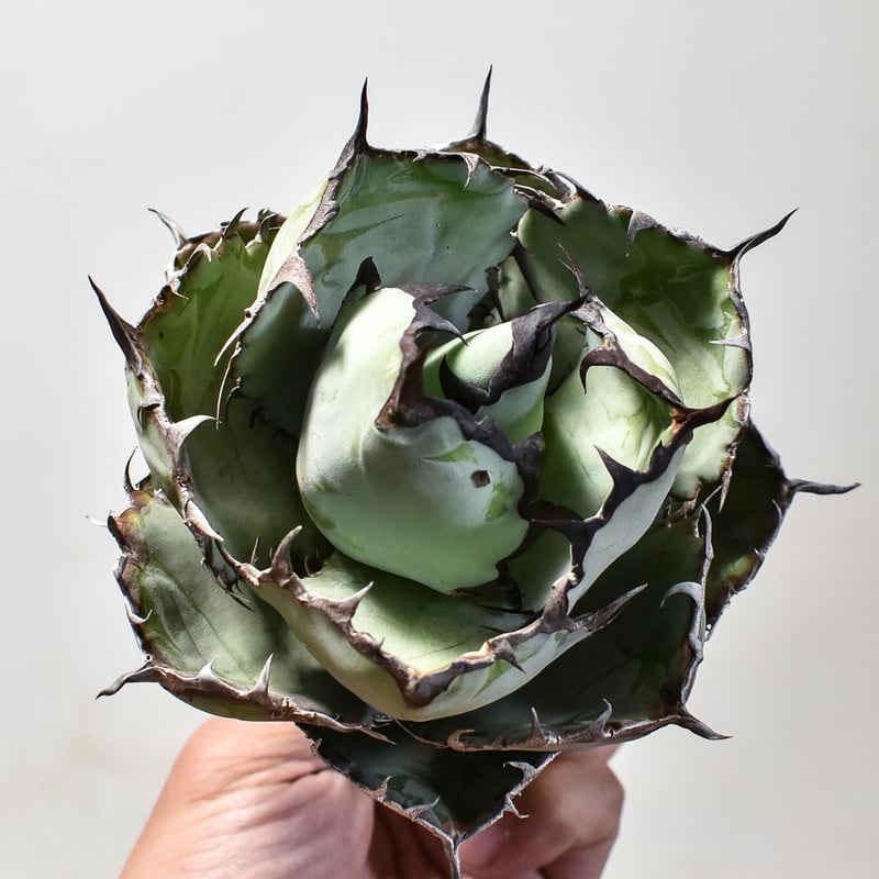 アガベ チタノタ ブラックアンドブルー / BB 