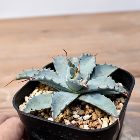 アガベ ハイブリット 日系イシスメンシス×象牙妖炎（陽炎エボリ）【台湾botanical_seeker産】RF25011397