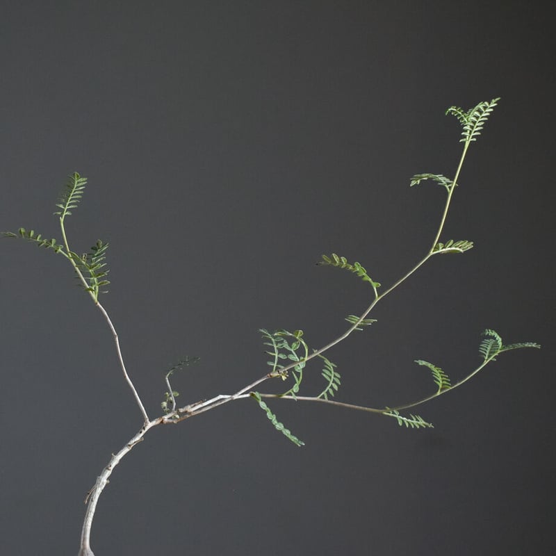 オペルクリカリア ヒファエノイデス 【 灌木系の希少種！塊根部も