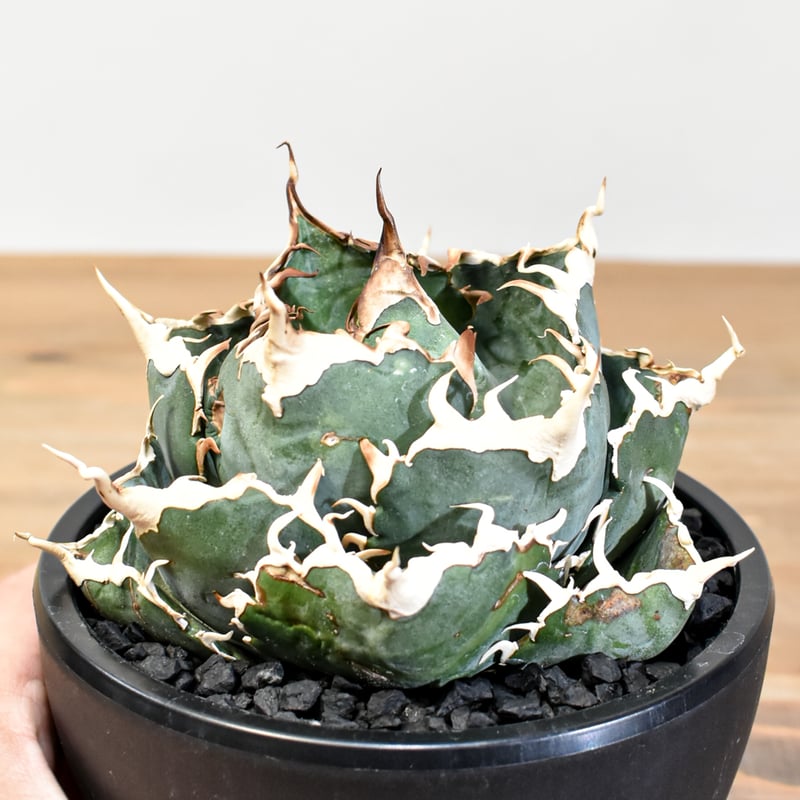 5CLAW】アガベ チタノタ “精品白鯨” 【台湾 dragon agave産/発根済み/中