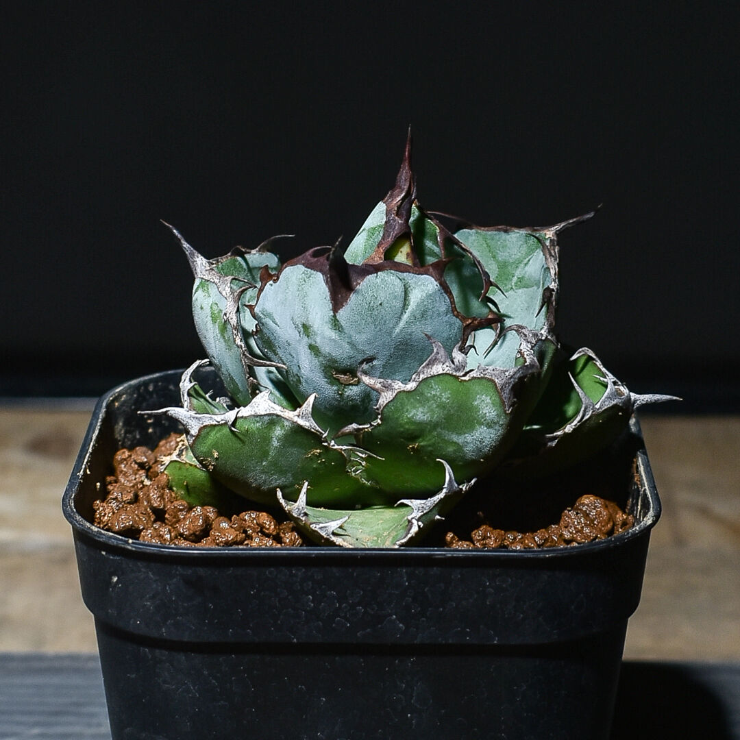 アガベ 　チタノタ　ブラックダイヤモンド とってもスタイリッシュメンズプランツ アガベ チタノタ ブラックダイヤモンド とってもスタイリッシュ