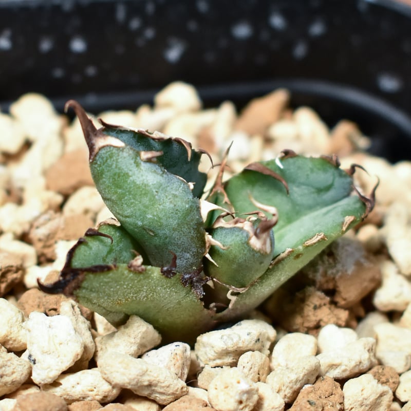 アガベ チタノタ ブラックアンドブルー 