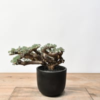 チレコドン レティキュラーツス 