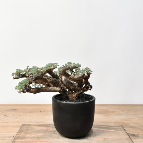 モンソニアムルチフィダ　発根済み　鉢付き モンソニアムルチフィダ 発根済み 鉢付き モンソニアムルチフィダ