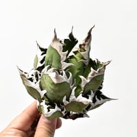 特選子株】アガベ チタノタ 