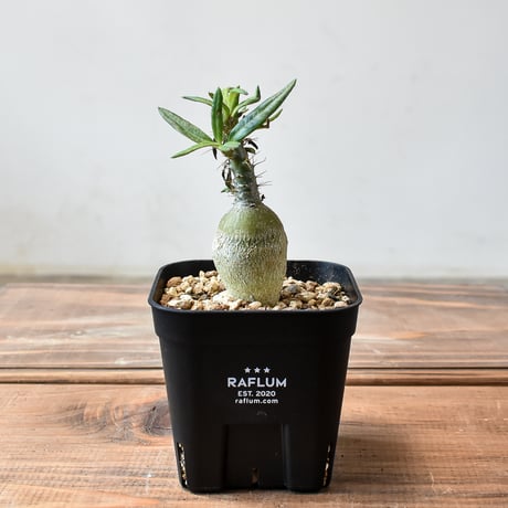 パキポディウムサキュレンタム | STORES