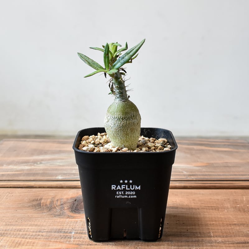 パキポディウム サキュレンタム 塊根植物 大株 Amazon｜【現品限り】パキポディウム・サキュレンタム【F16