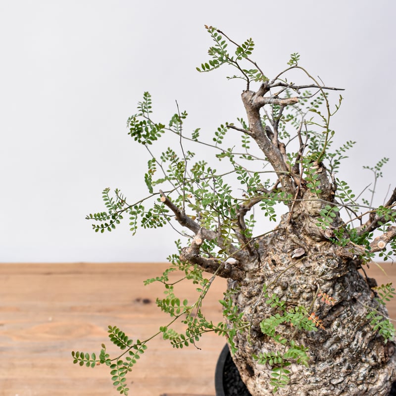 オペルクリカリア パキプス RFHK25011494 | RAFLUM / ラフラム｜東京