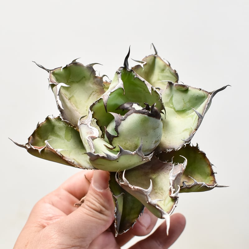 アガベ チタノタ ブラックアンドブルー / BB 藍球 【台湾産/抜き苗/中