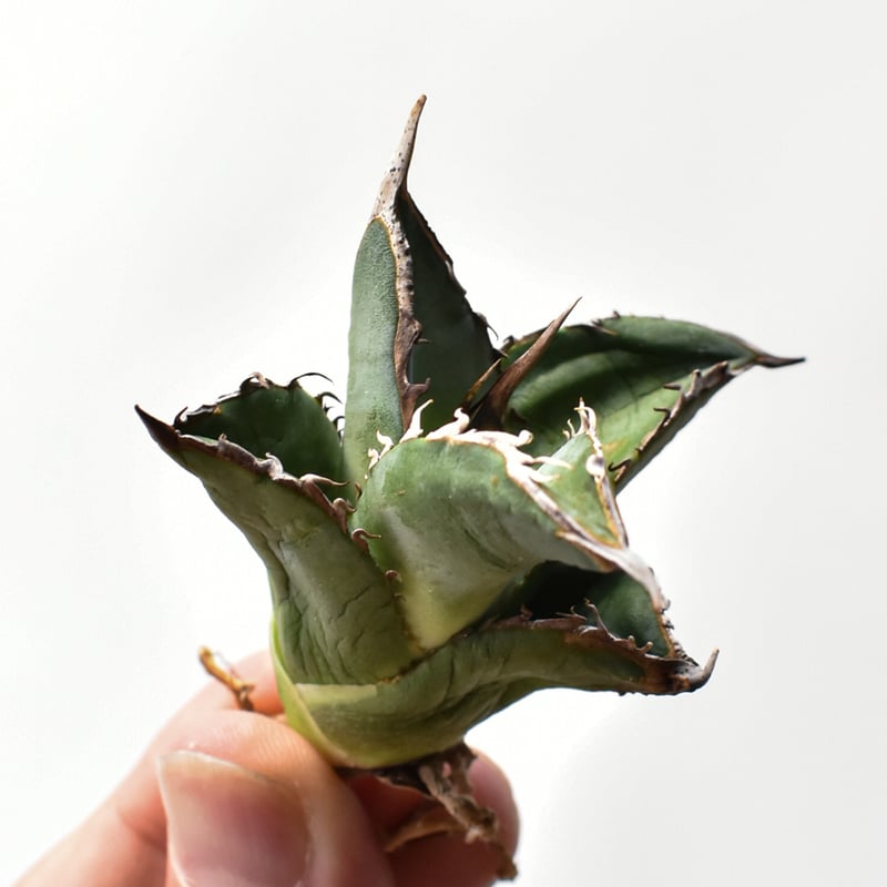 アガベ オテロイ 