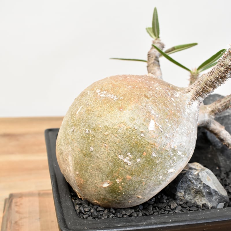 Ｕ-san専用　パキポディウム　グラキリス 稲穂園芸店】No.48 Pachypodium Gracilius パキポディウム