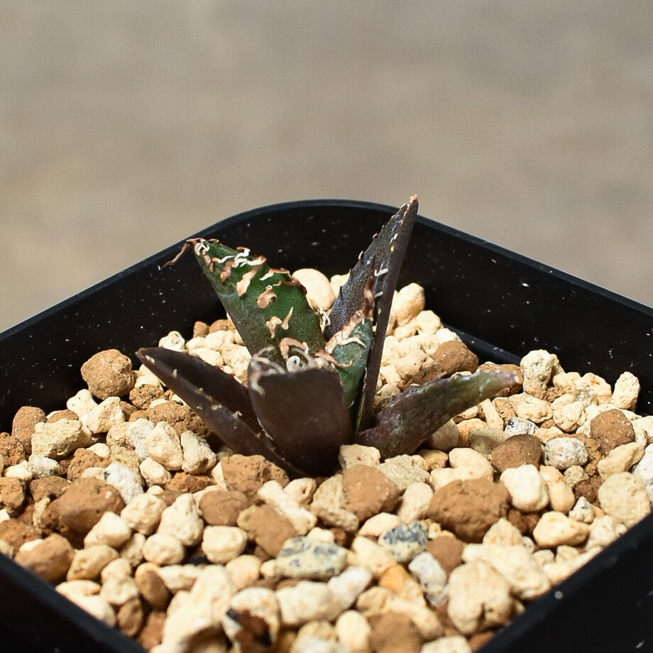 アガベ チタノタ 