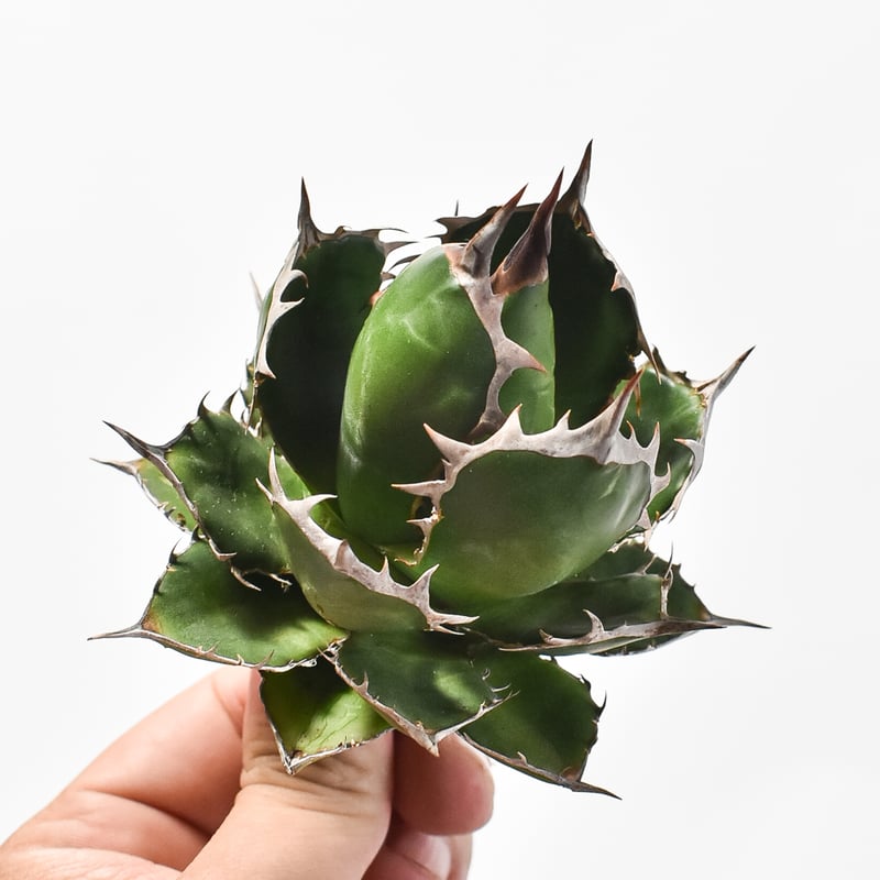 アガベ ホリダ　実生セット アガベ ホリダ 実生セット - メルカリ